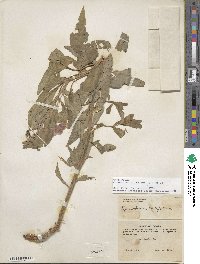 Chamaenerion latifolium image