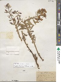 Chamaenerion latifolium image