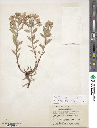 Chamaenerion latifolium image