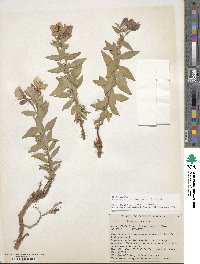 Chamaenerion latifolium image