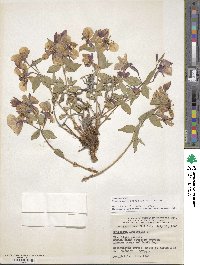 Chamaenerion latifolium image