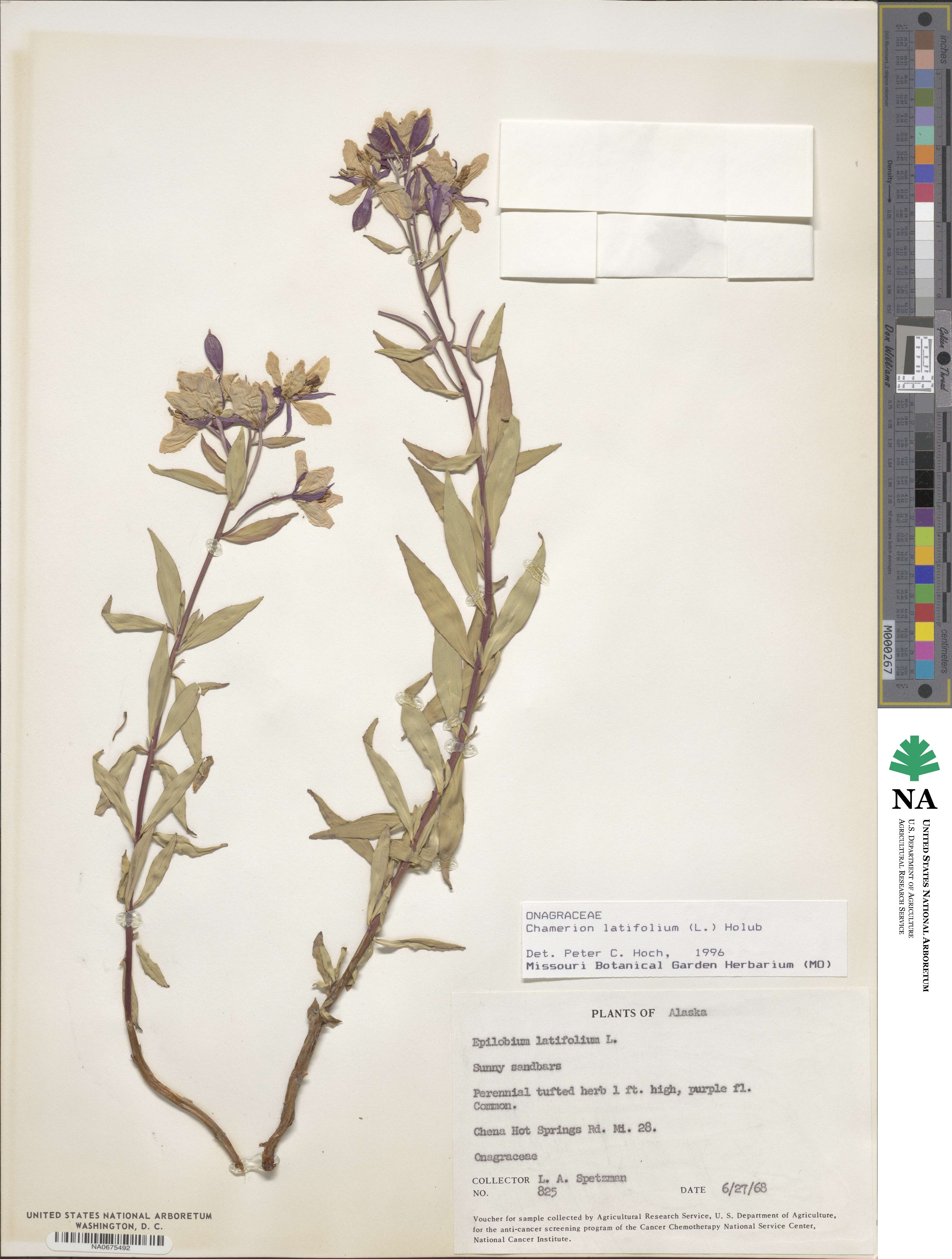 Chamaenerion latifolium image