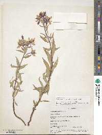 Chamaenerion latifolium image