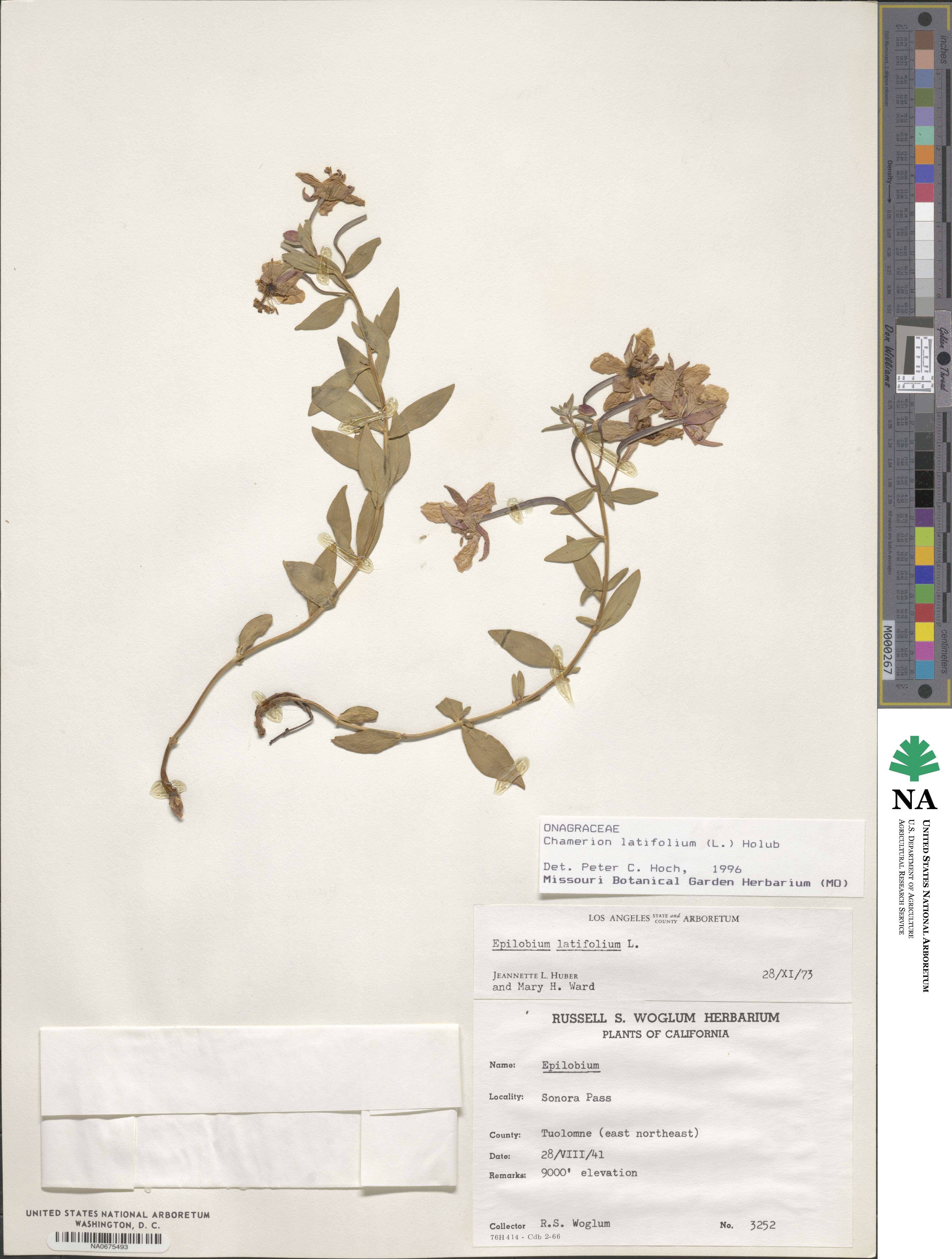 Chamaenerion latifolium image
