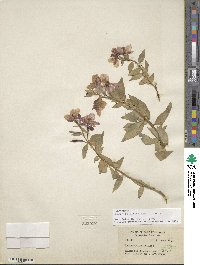 Chamaenerion latifolium image