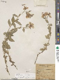 Chamaenerion latifolium image