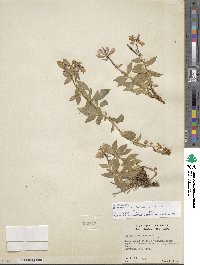 Chamaenerion latifolium image