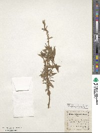 Chamaenerion latifolium image