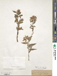 Chamaenerion latifolium image