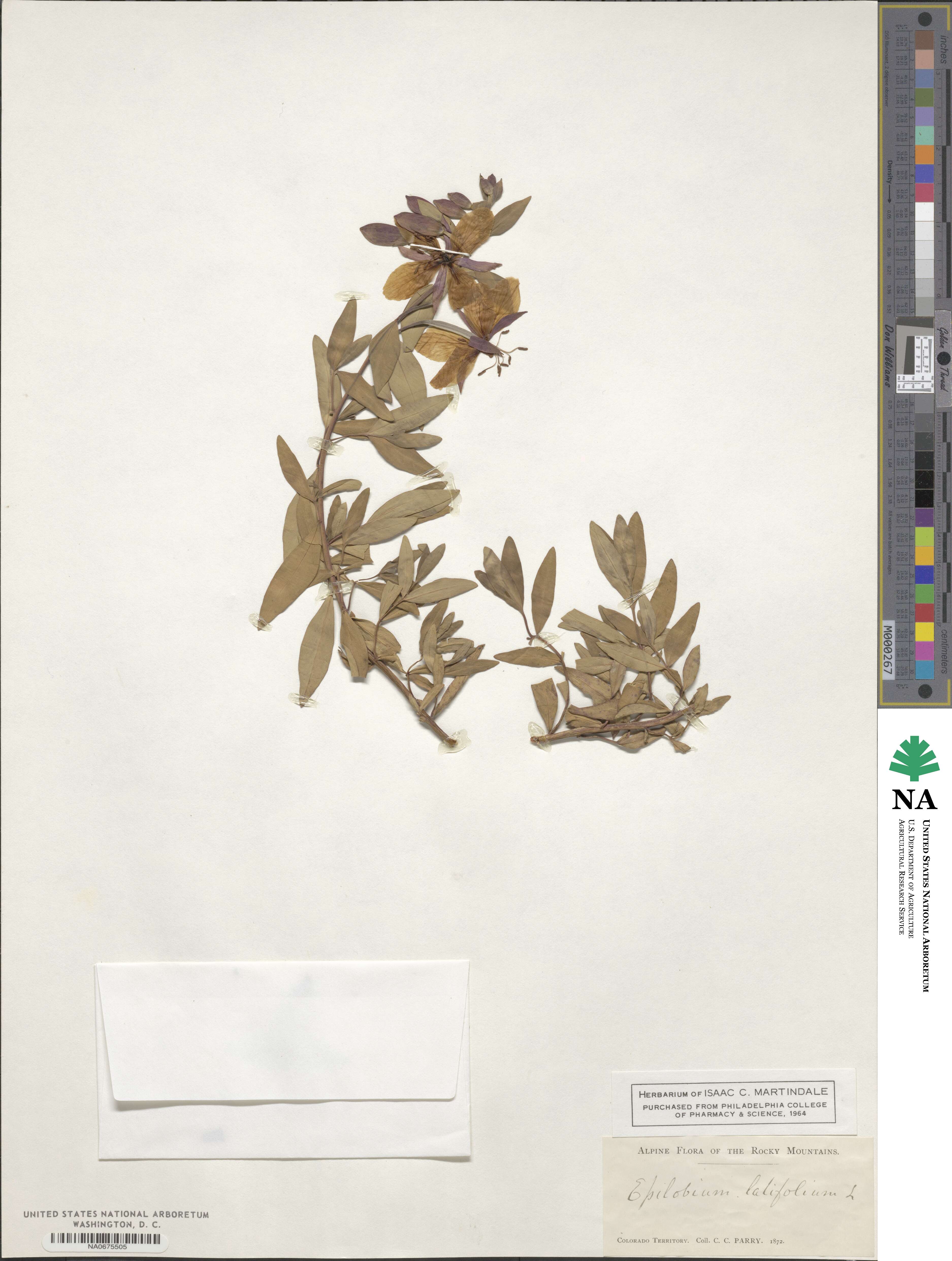 Chamaenerion latifolium image