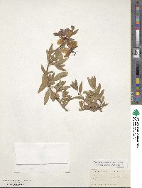 Chamaenerion latifolium image