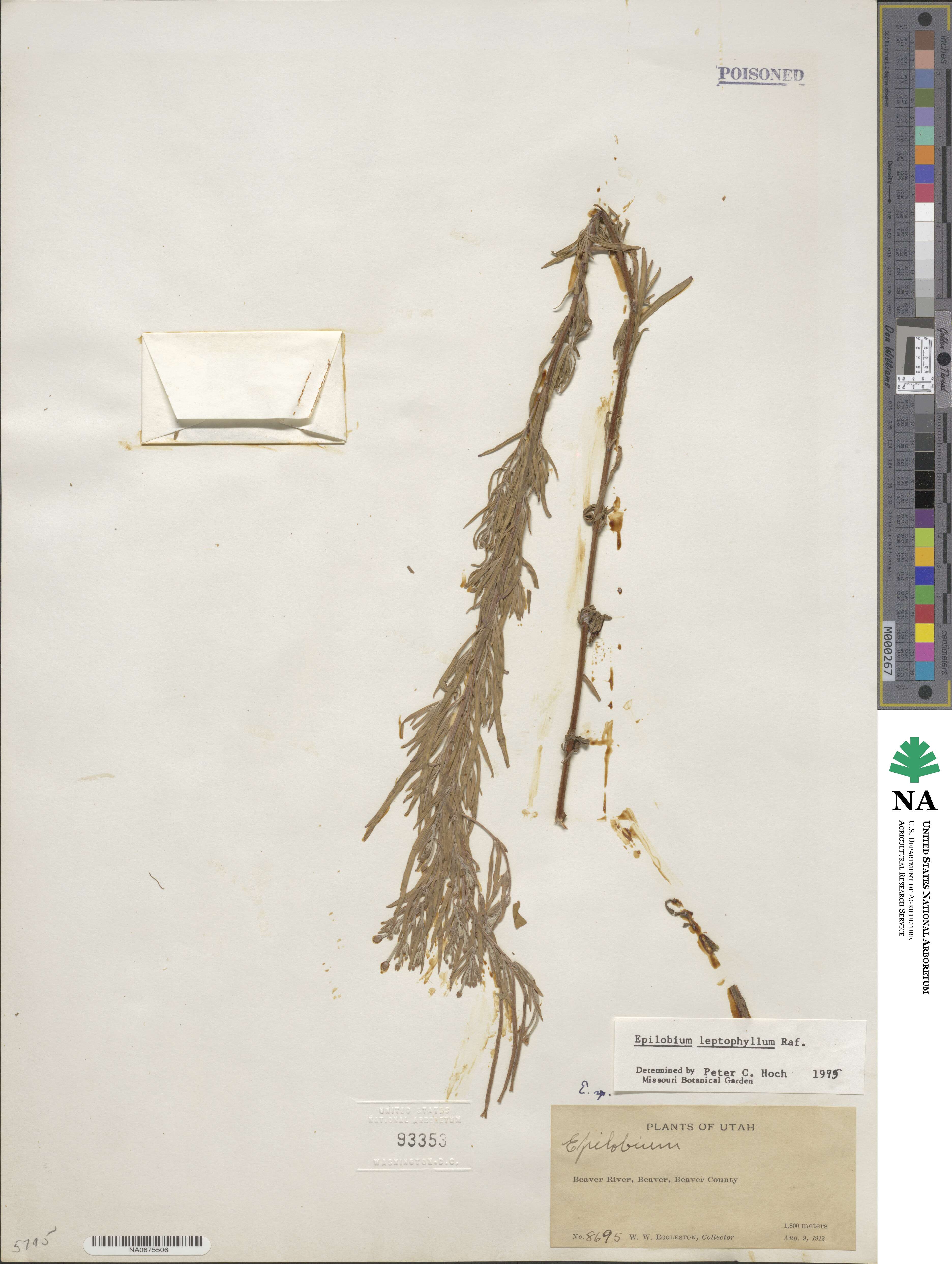 Epilobium leptophyllum image
