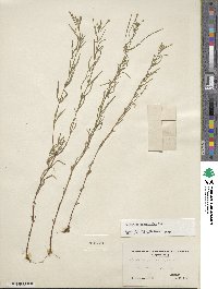 Epilobium leptophyllum image