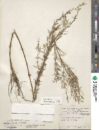 Epilobium leptophyllum image