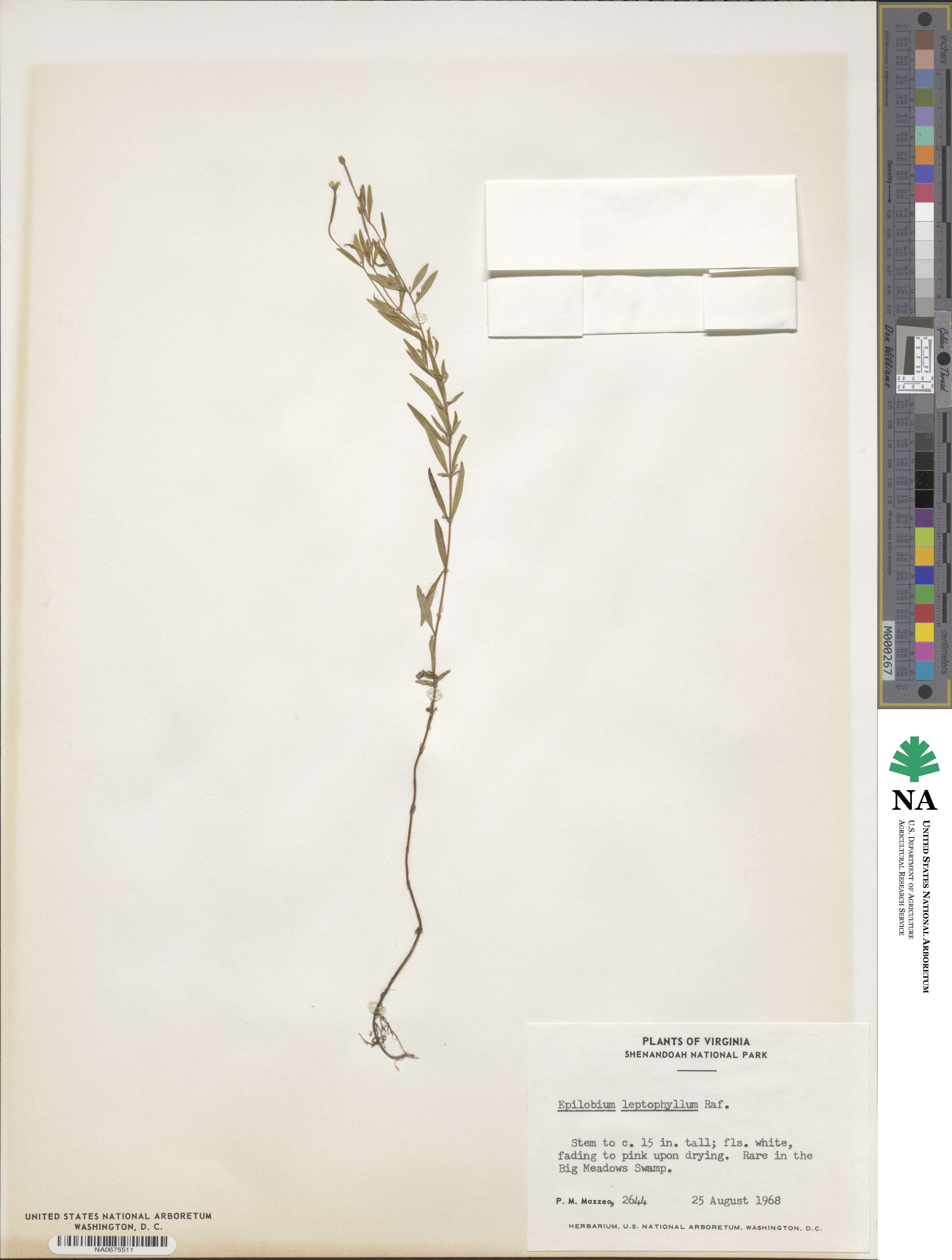 Epilobium leptophyllum image