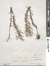 Epilobium leptophyllum image