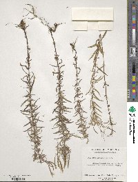 Epilobium leptophyllum image