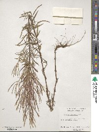 Epilobium leptophyllum image