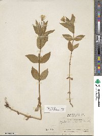 Image of Epilobium luteum