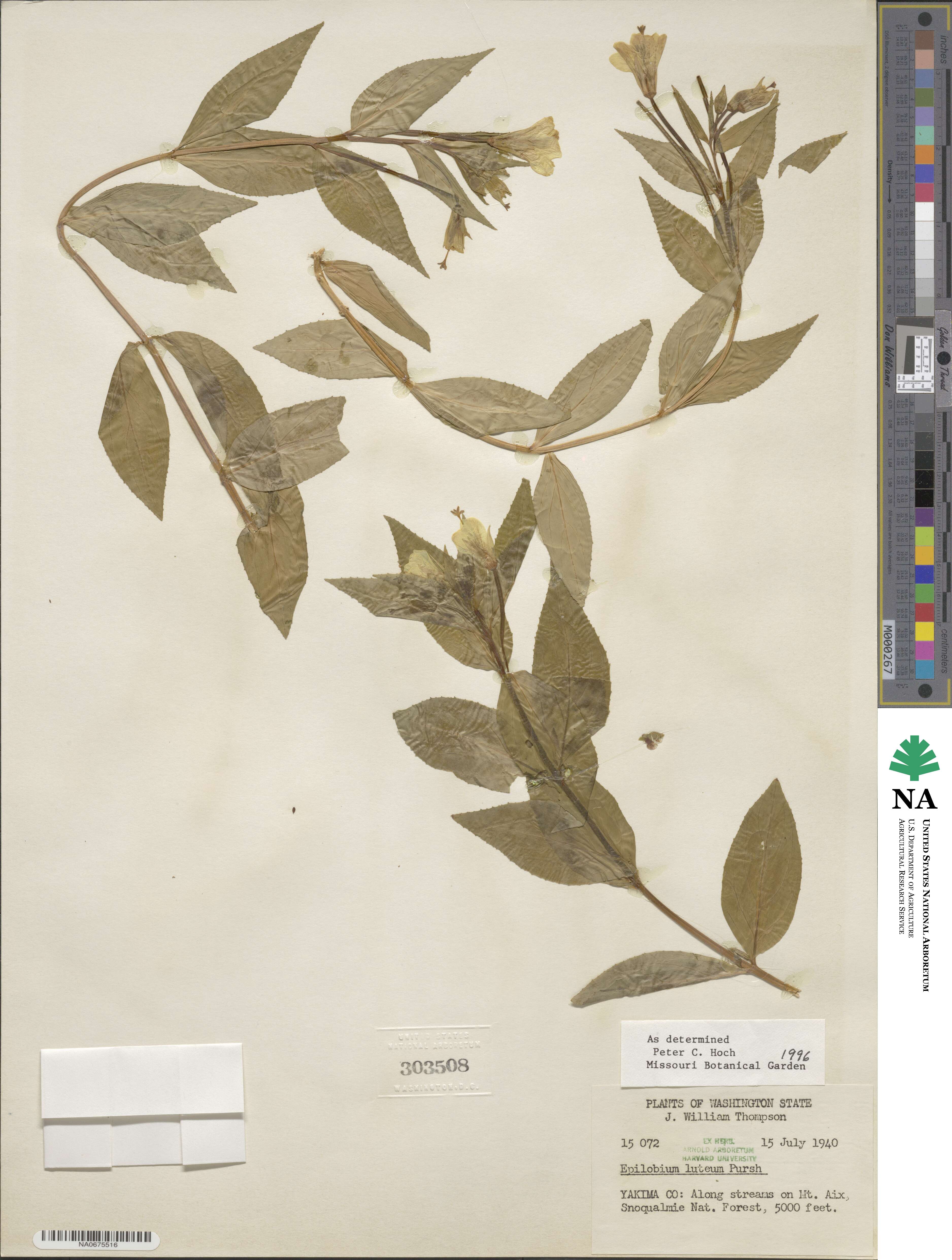 Epilobium luteum image