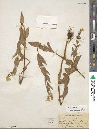 Epilobium luteum image