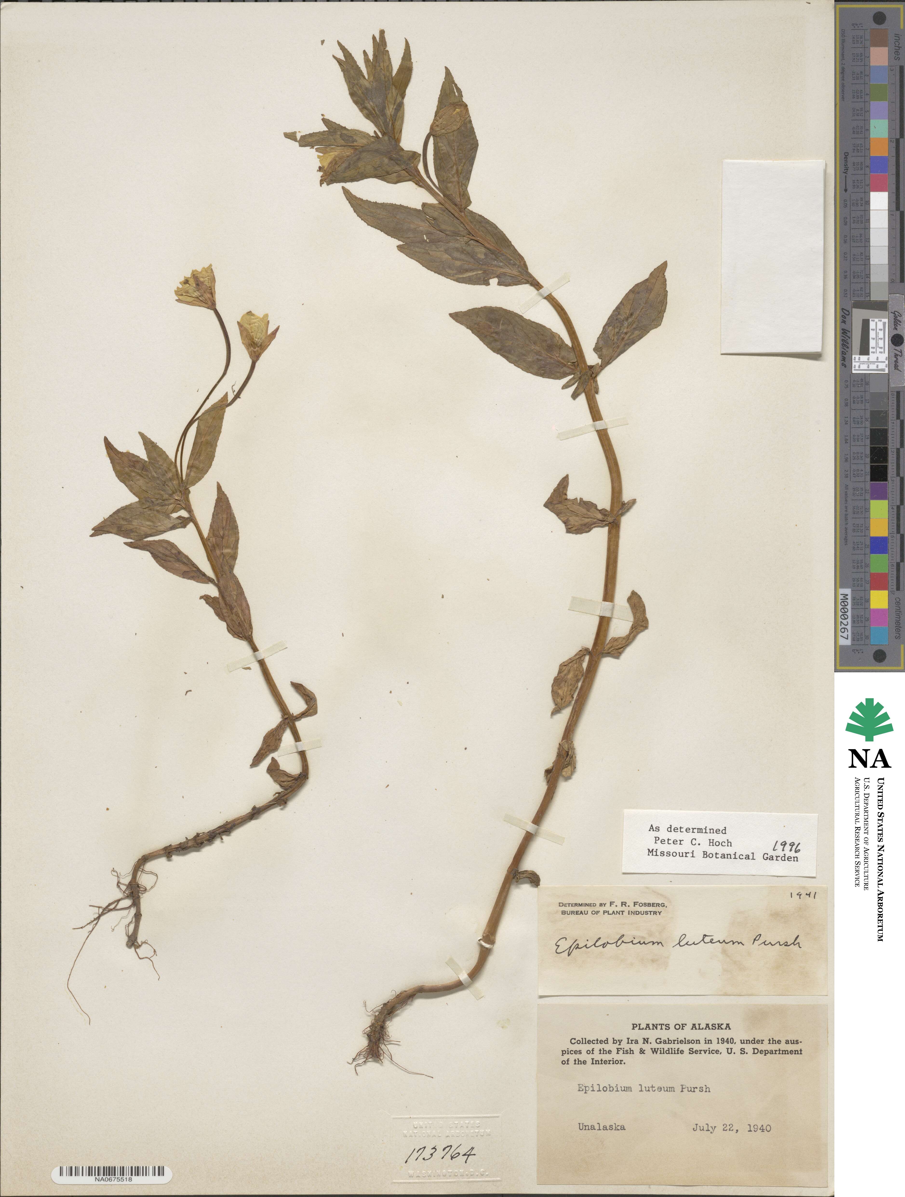Epilobium luteum image