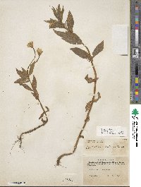 Epilobium luteum image