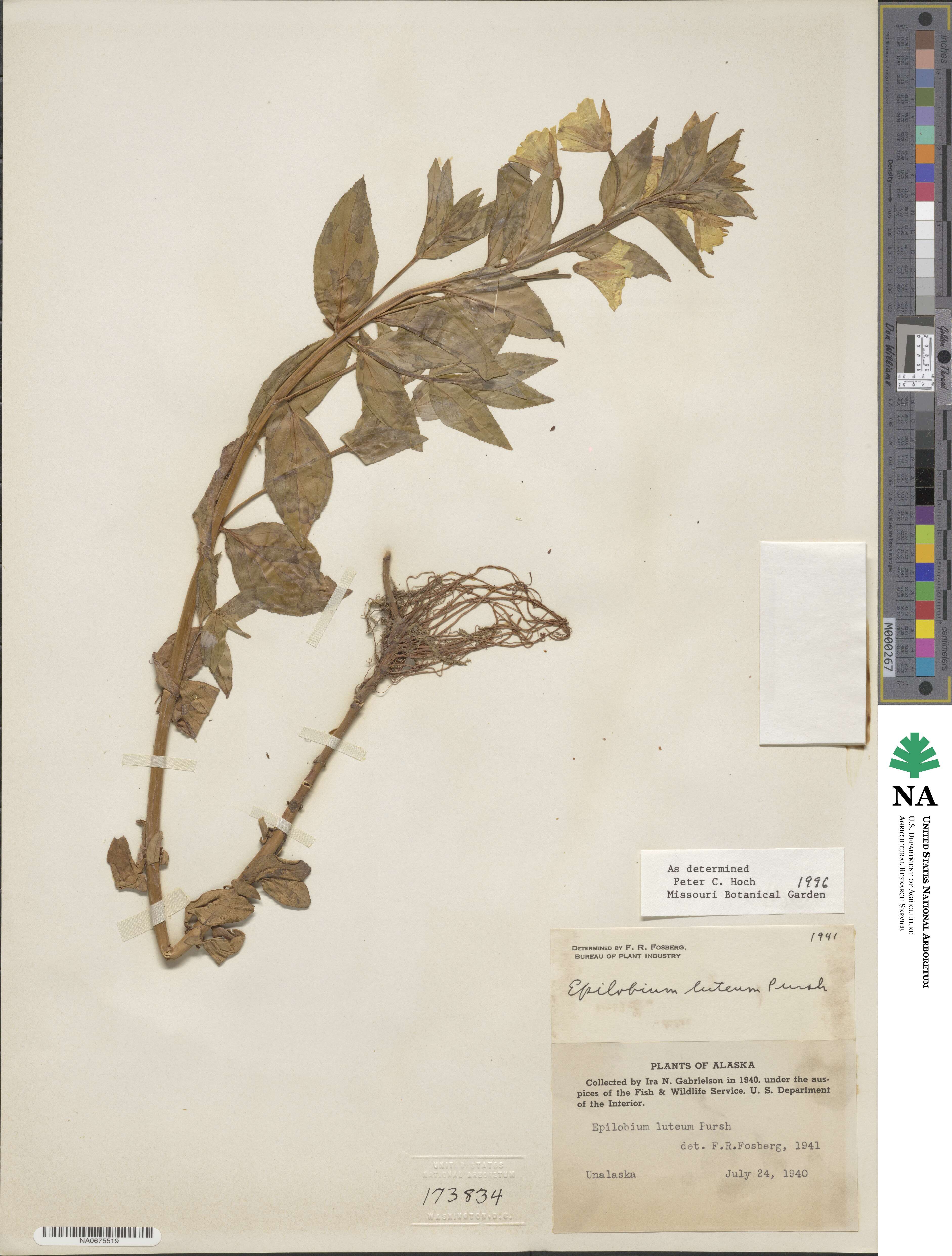 Epilobium luteum image