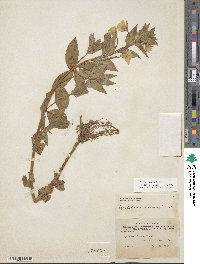 Epilobium luteum image