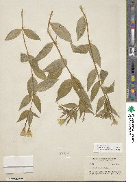 Epilobium luteum image