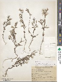 Image of Epilobium minutum