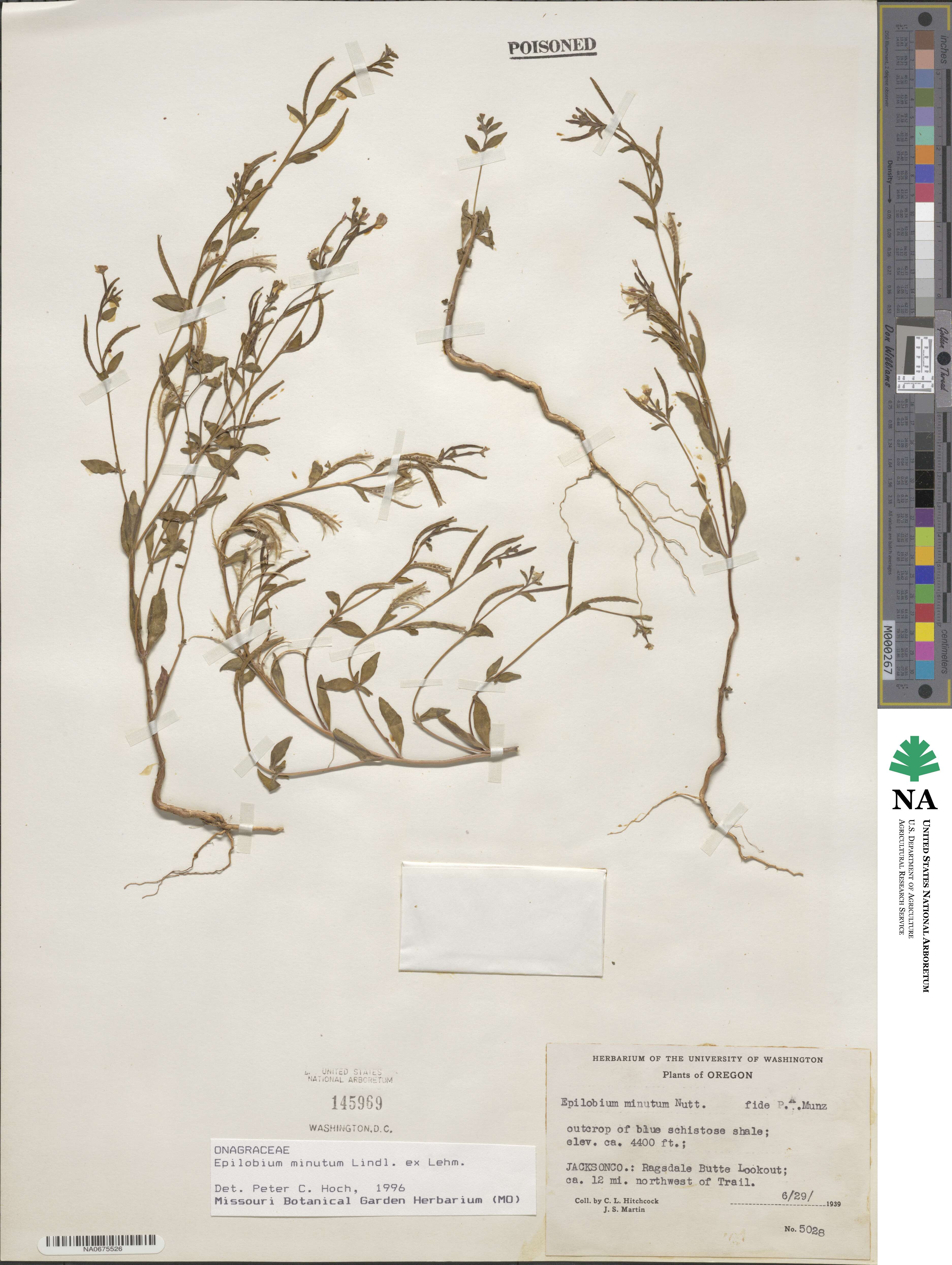 Epilobium minutum image