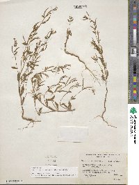 Epilobium minutum image