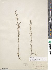 Epilobium minutum image