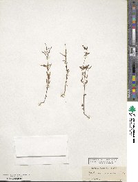 Epilobium minutum image