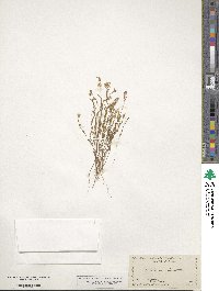 Epilobium minutum image