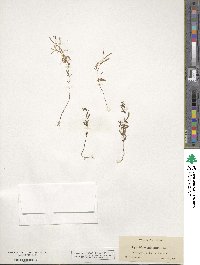 Epilobium minutum image