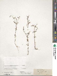 Epilobium minutum image