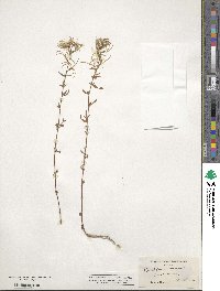 Epilobium minutum image