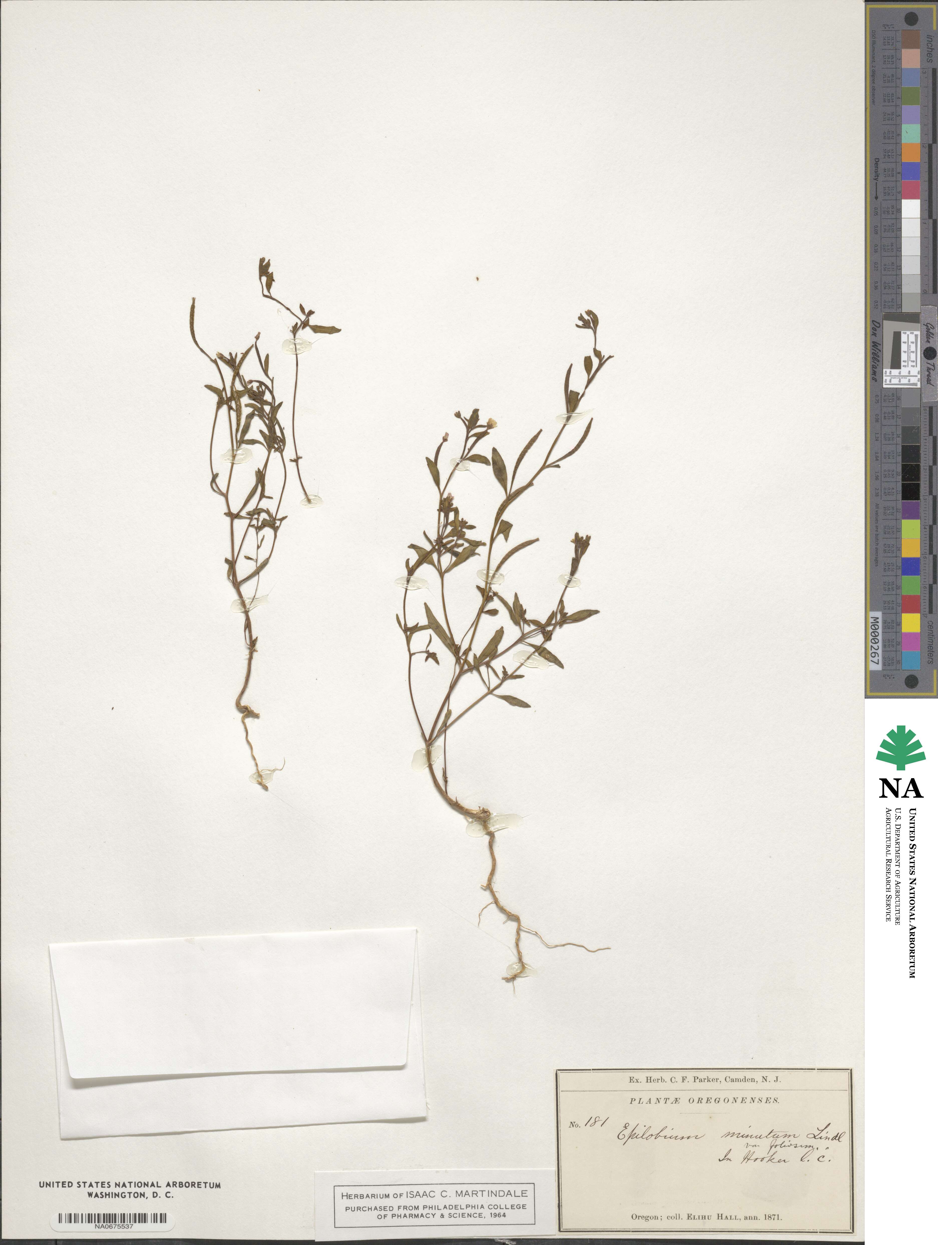 Epilobium minutum image