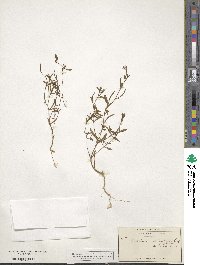 Epilobium minutum image