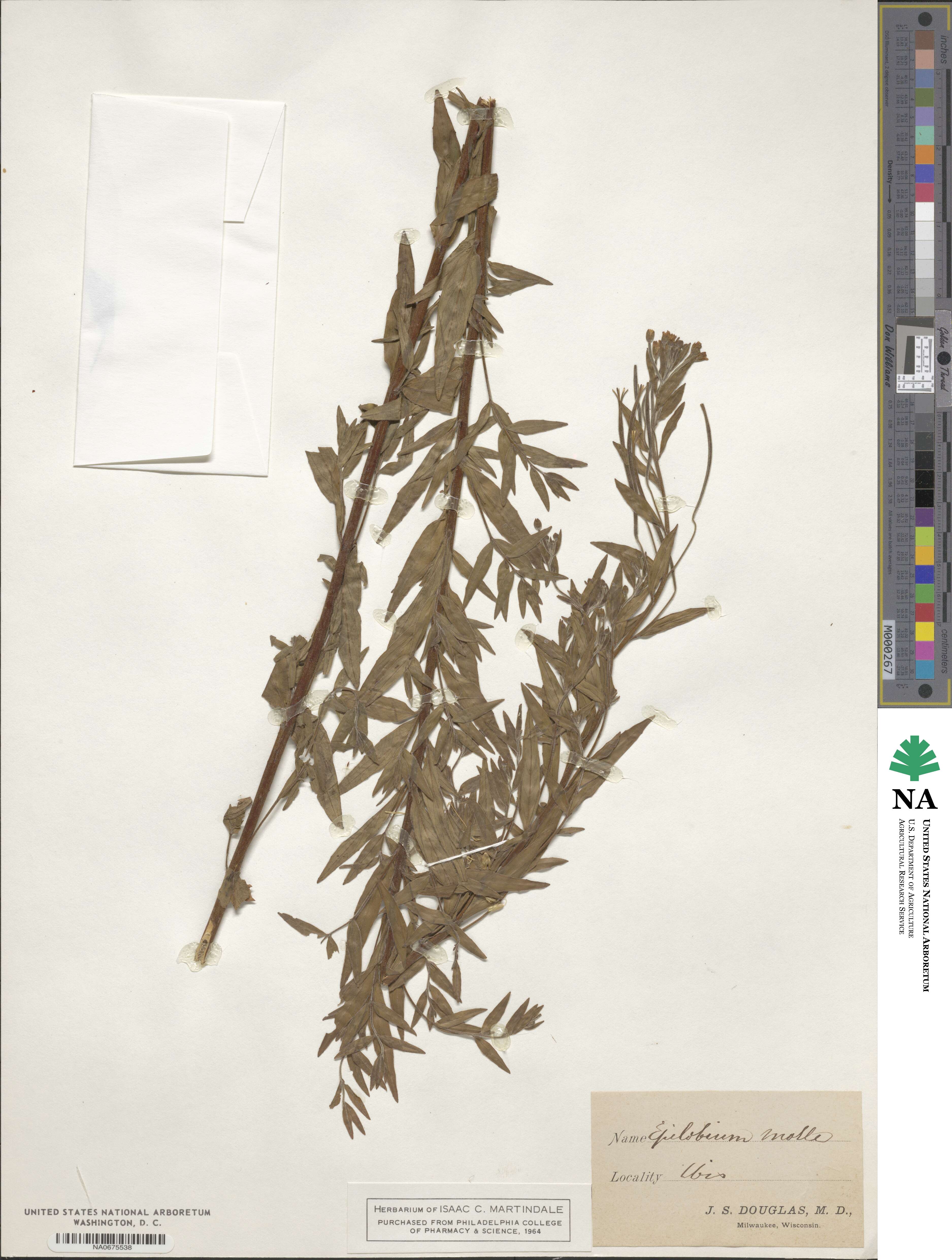 Epilobium molle image