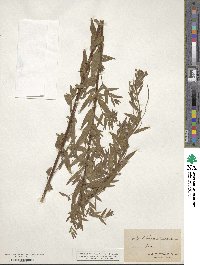 Epilobium molle image