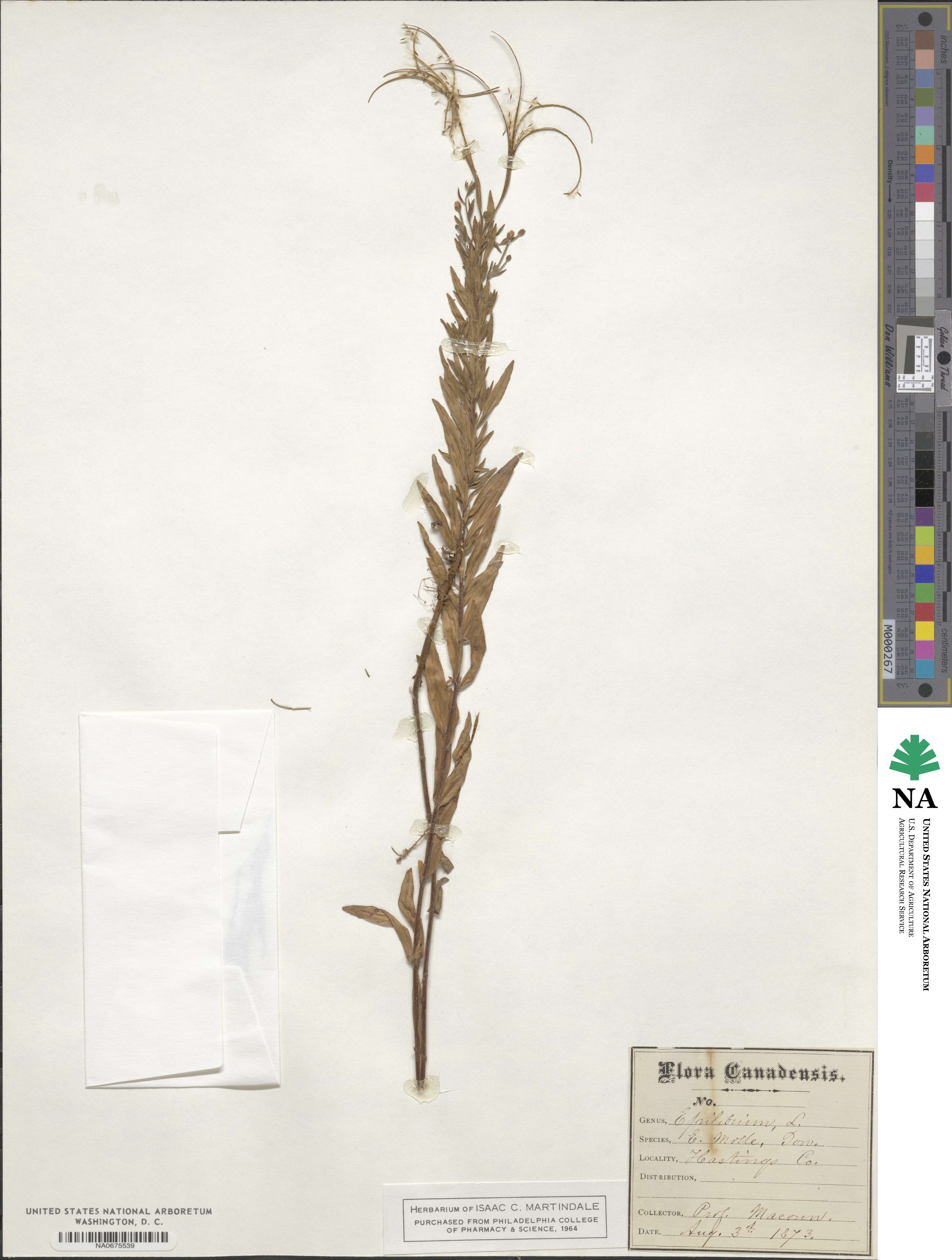 Epilobium molle image