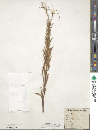 Epilobium molle image