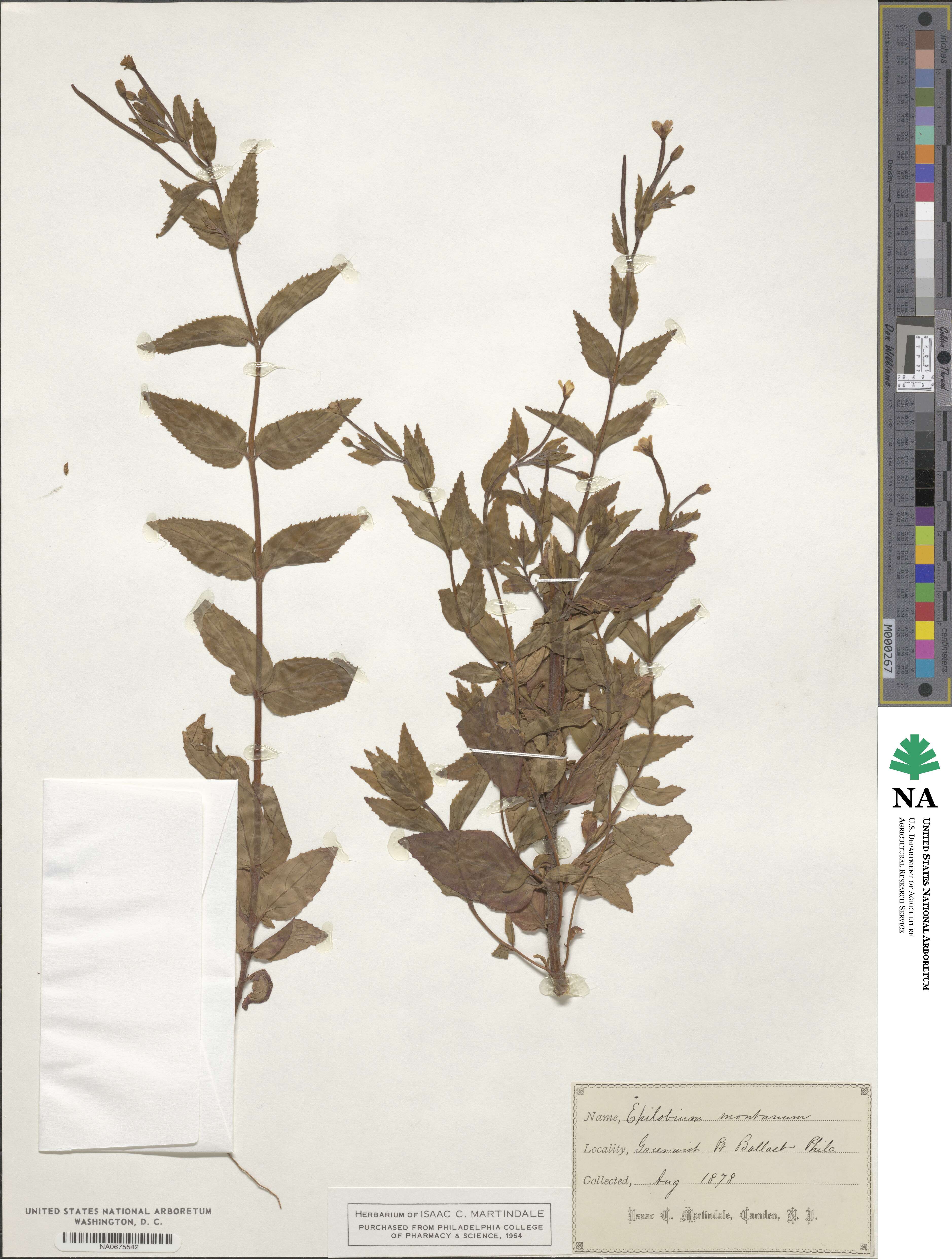 Epilobium montanum image