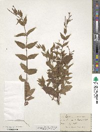 Epilobium montanum image