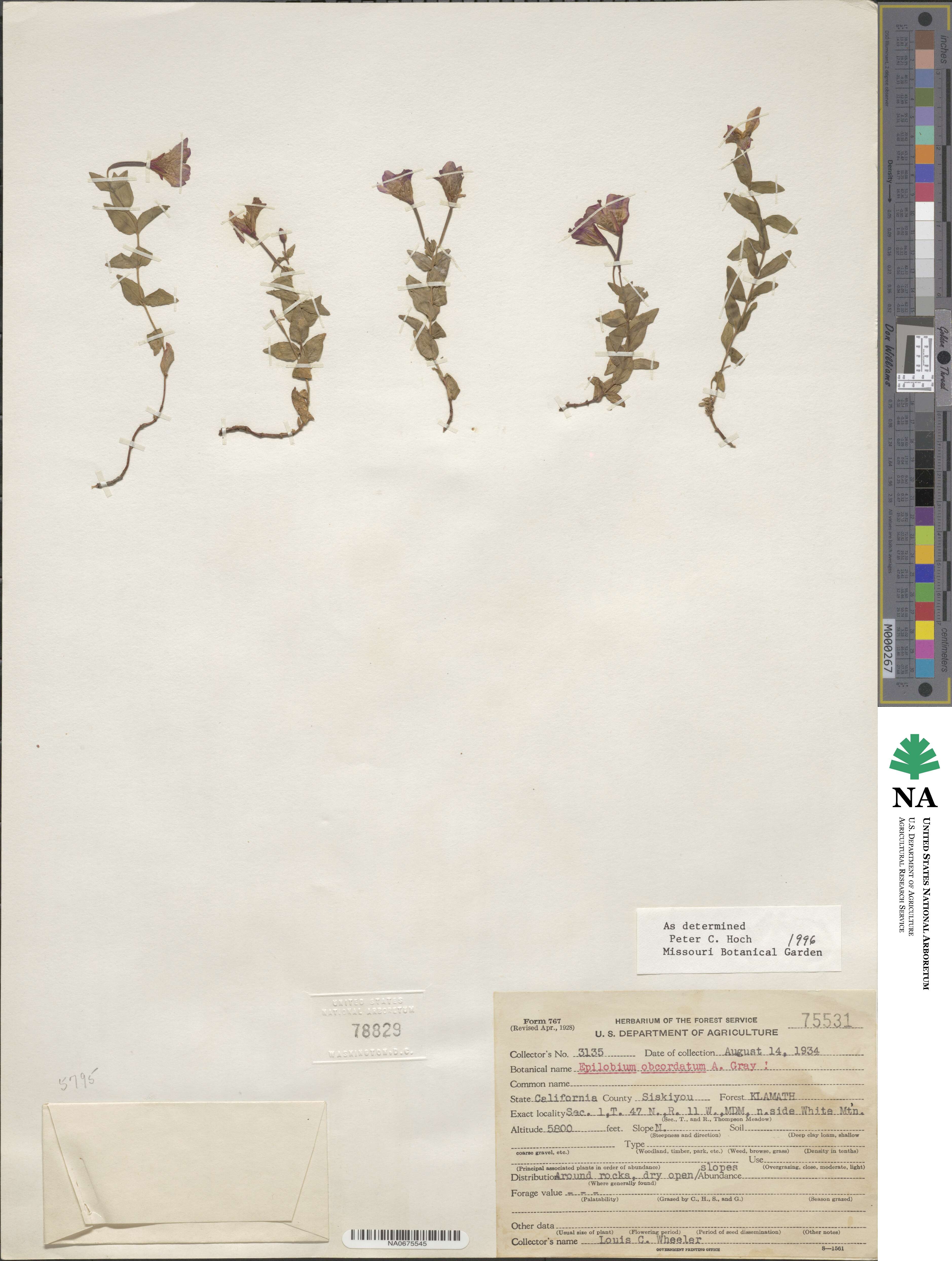 Epilobium obcordatum image