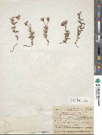 Epilobium obcordatum image