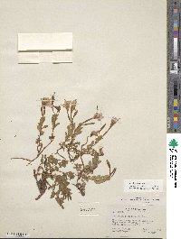 Epilobium obcordatum image